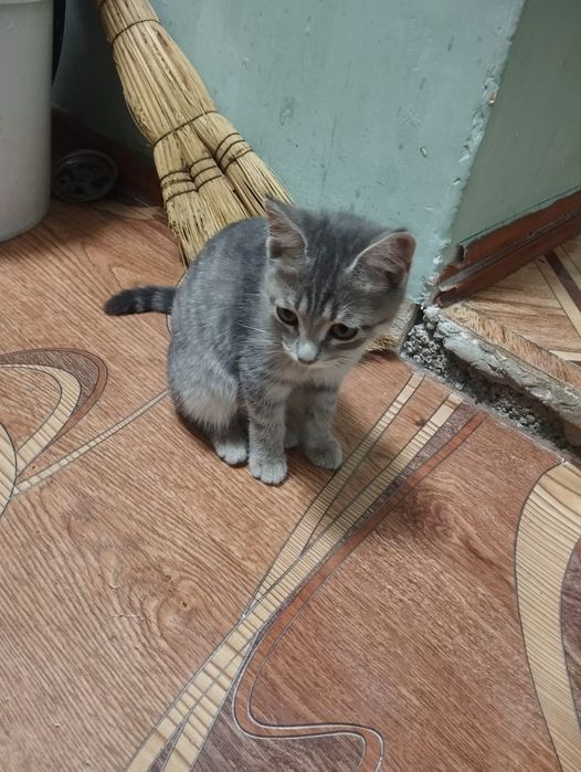 Отдам котят девочки