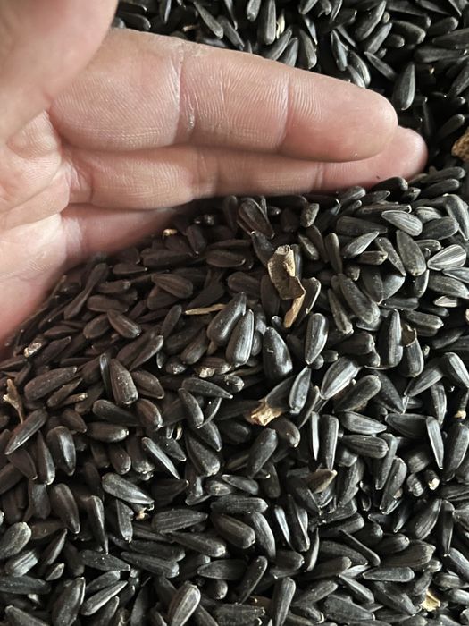 СЕМЕЧКИ 5000тон БЕЗ док