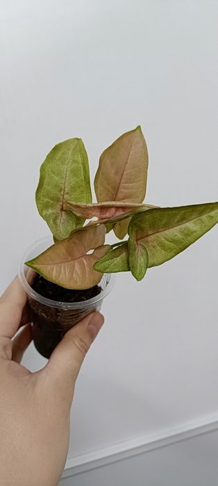 Комнатные цветы по 1000 тенге