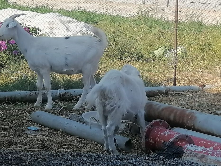 Козы занинка нубийцы дойные