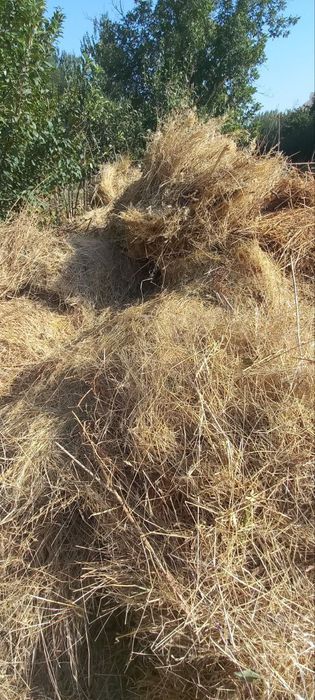 Хашак курук, беда аралаш мол ва куйлар учун богланган.