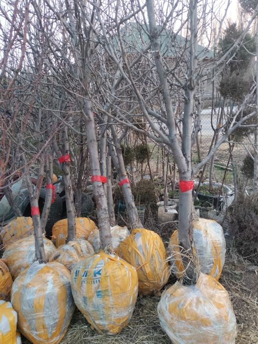 Саженцы  7-8летных