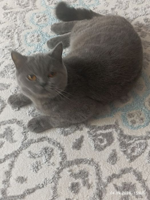 Продам британскую кошку