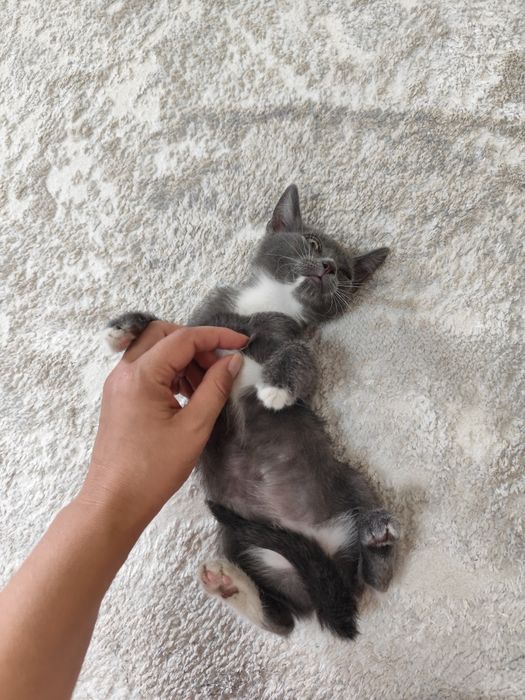 Котенок девочка от крысоловки