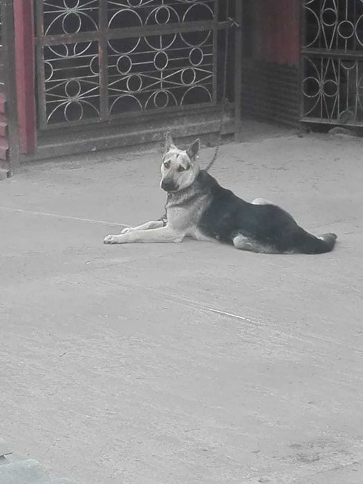 Продам восточно-европейскую овчарку