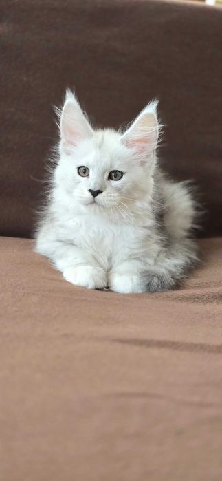 Котенца мейн куун