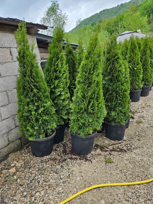 Tuia leylandii și smaragd de mai multe dimensiuni