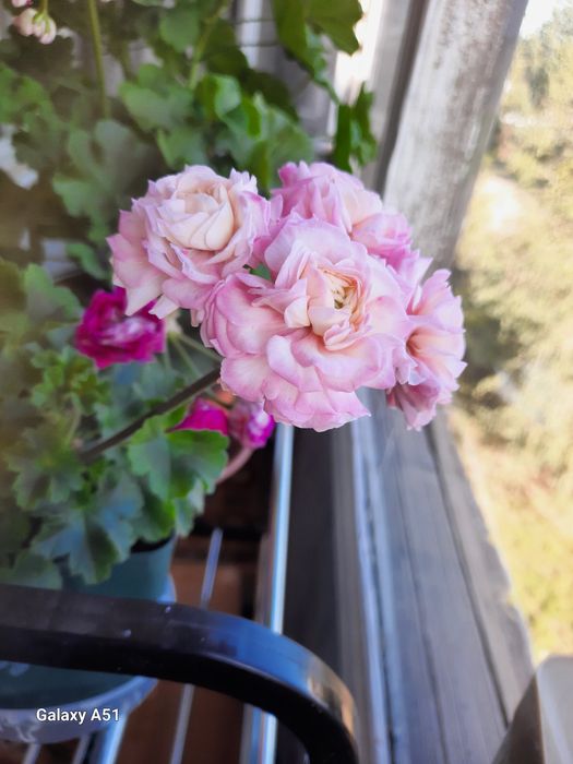 Продам герань сортовую.