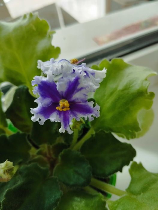 Фиалкочка махровая