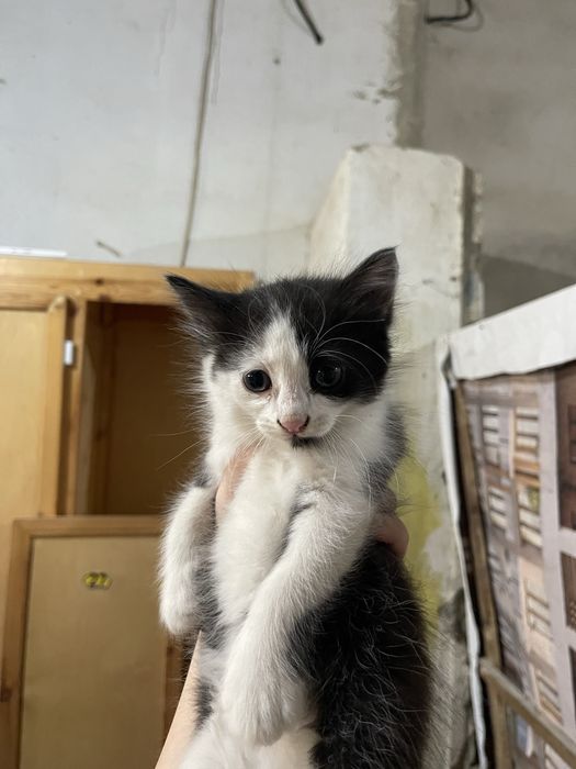 Котята в добрые руки бесплатно
