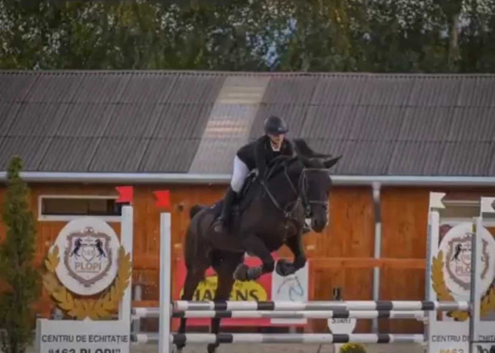 Cal de sport (iapa) 13 ani  echitatie