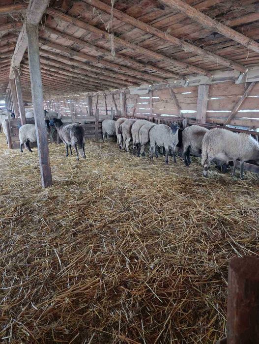 Продавам овце продавам овце