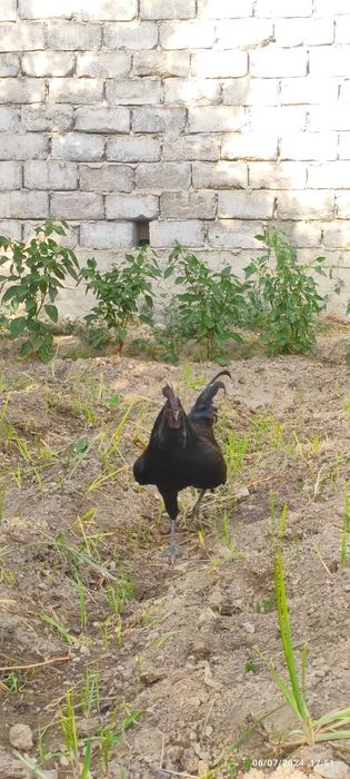 Ayamsemani Qorashaxzoda xõrozlar  Margilonda