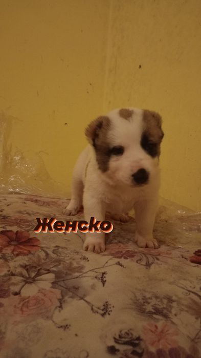 Продавам кученца порода АЛАБАЙ