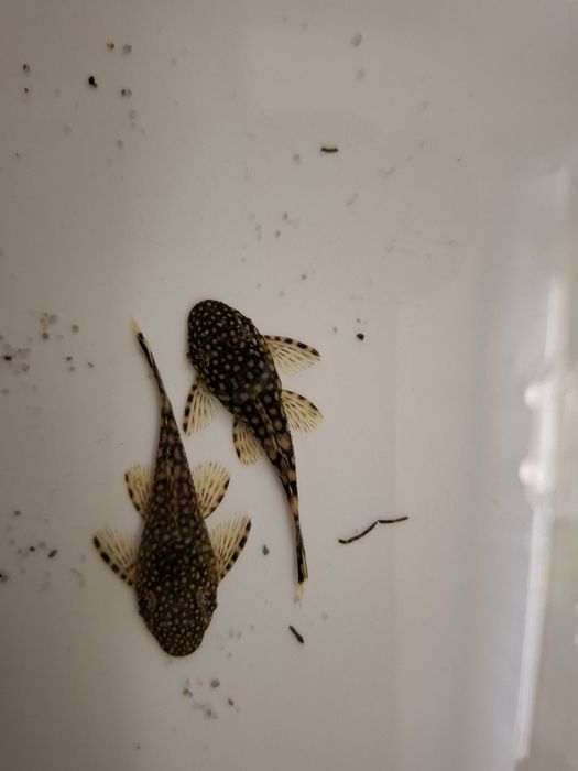 Ancistrus clasic gri cu alb