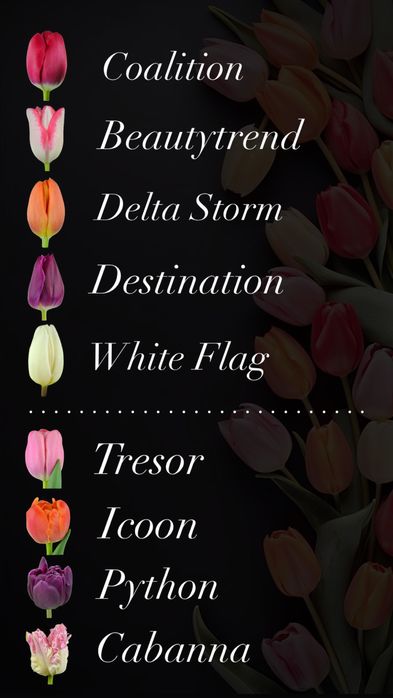 тюльпаны оптом и в розницу