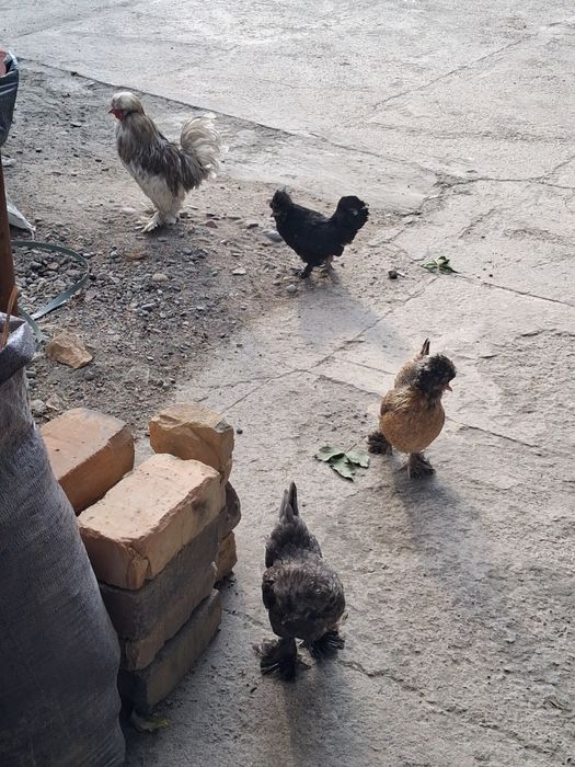 Kareyiskiy Yaponkala sotiladi 1+4 sog'lom tovuqla tuxumda