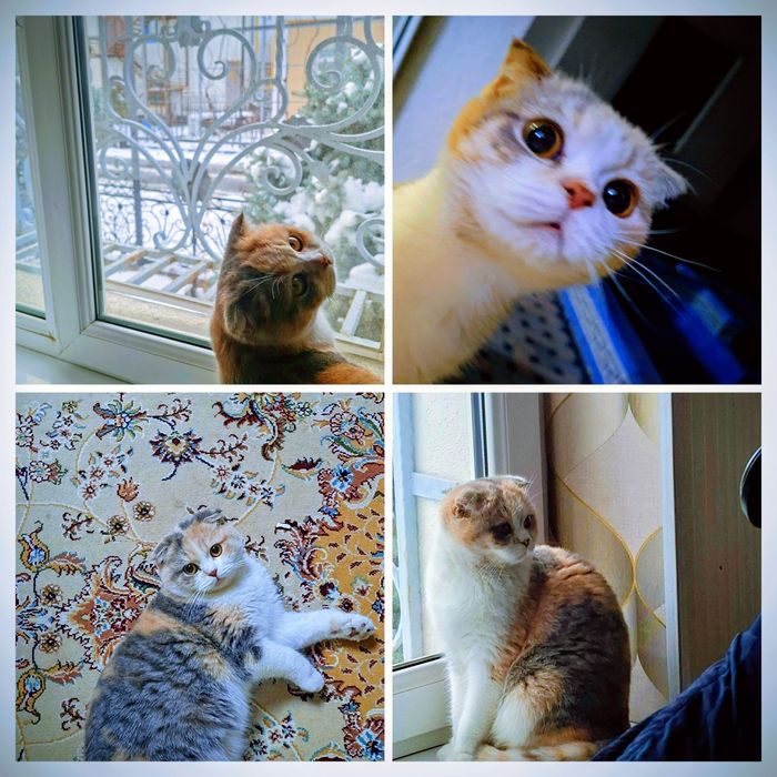 Вязка учун мушук киз мушук сотилади пародистый