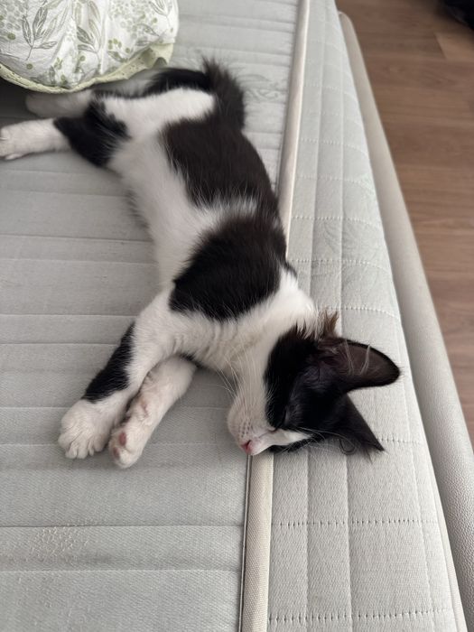 Котёнок в хорошие руки