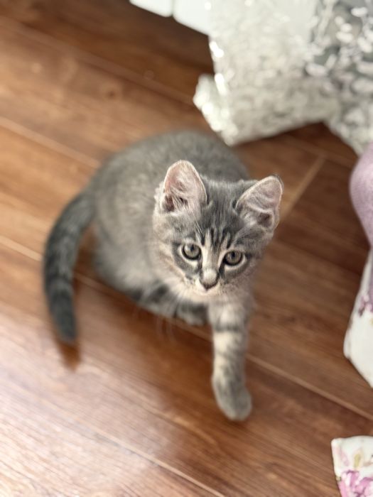 Серенькая милашка котенок 2,5 мес
