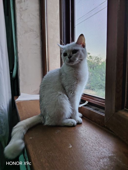 Biritanski shinshilla qiz sotiladi