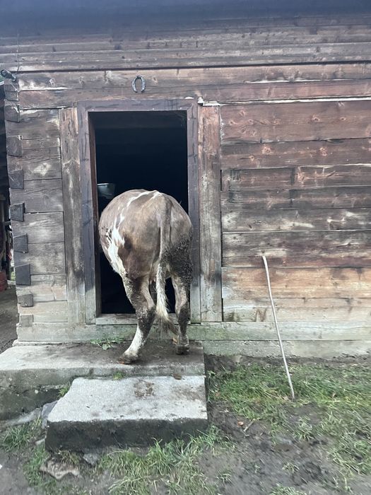 Vand junincă gestanta 5 luni