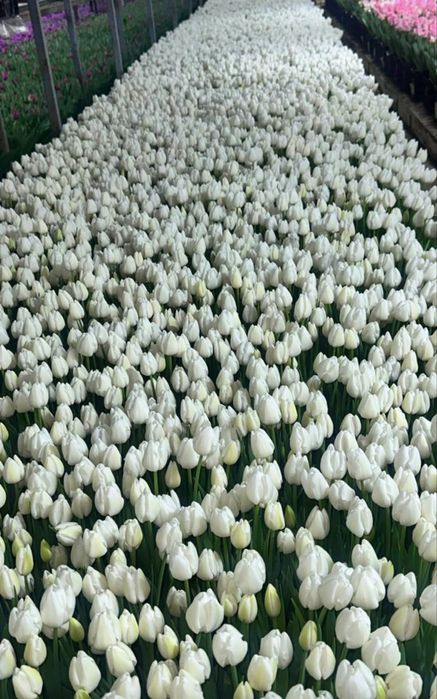 Тюльпаны все виды и рассветы