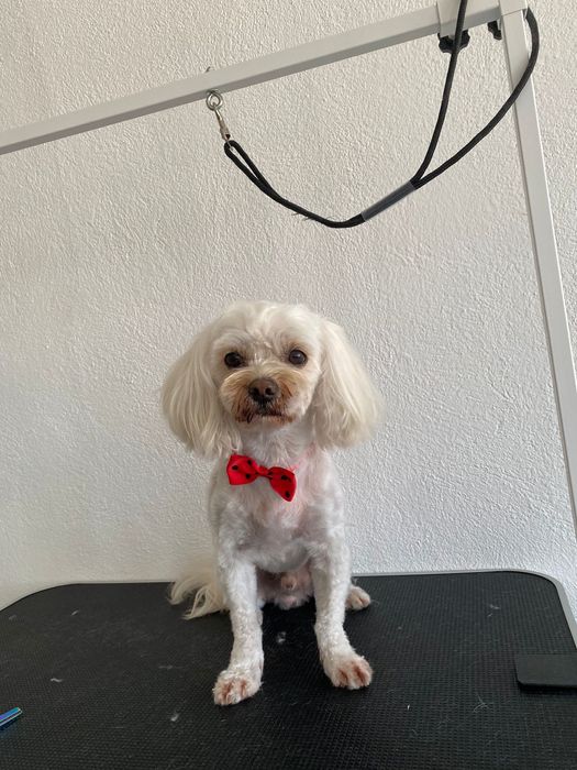 Frizerie canină-Lumea lui Avy