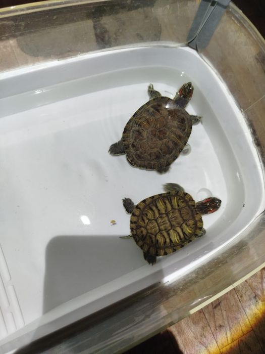 Кросноухие черепахи