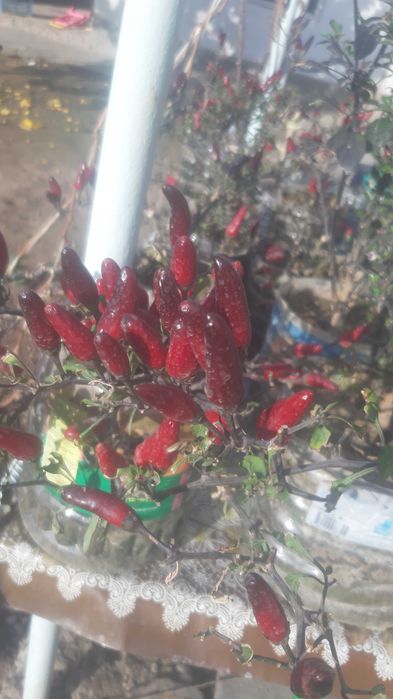 Qalampir. Перец. Красный