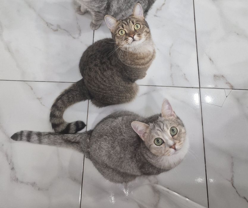 Отдам британских котят в добрые руки