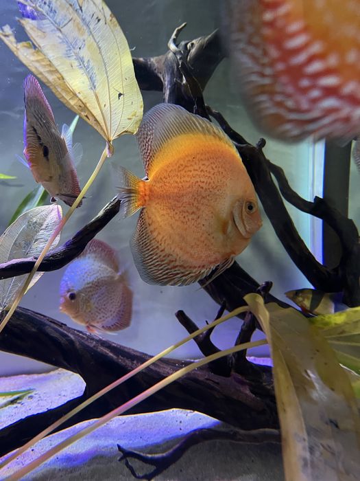 Дискуси 12-14 см  и Channa 14-15 см