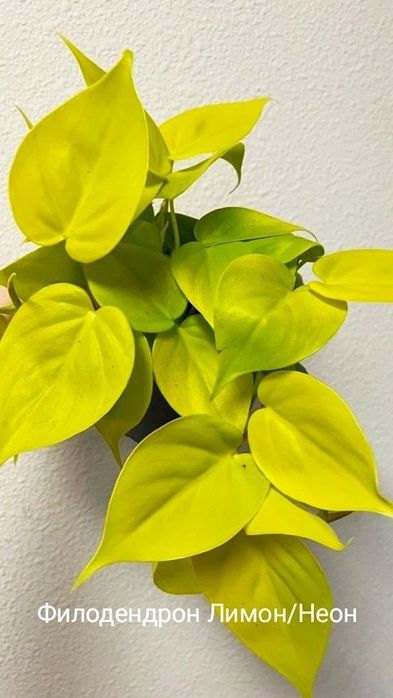 Филодендрон Лемон лайм неон