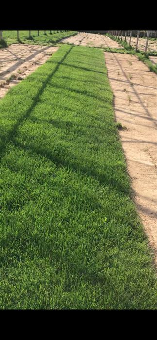 Газон уруг Дания