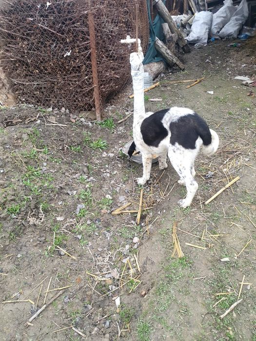 Ит сотилади  парода