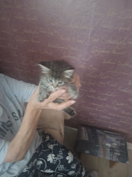 Отдам котенка в добрые руки срочно
