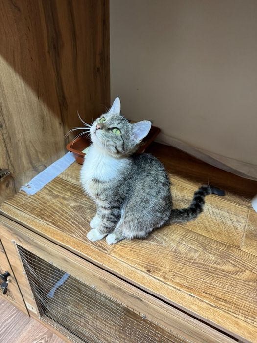 Котенок девочка 6 месяцев ищет дом!!!