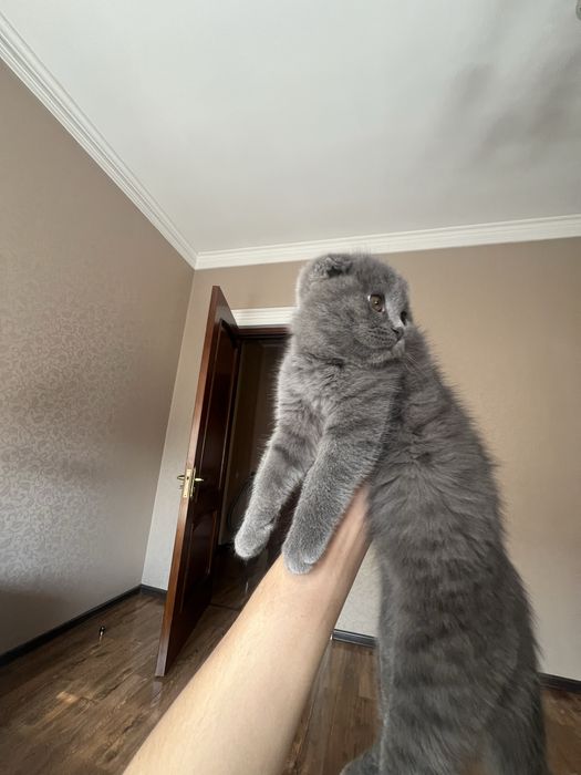 Шотландский котёнок серого окраса (очень красивый)