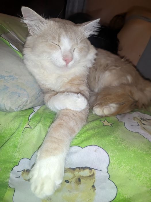 Рыжий ласковый кот