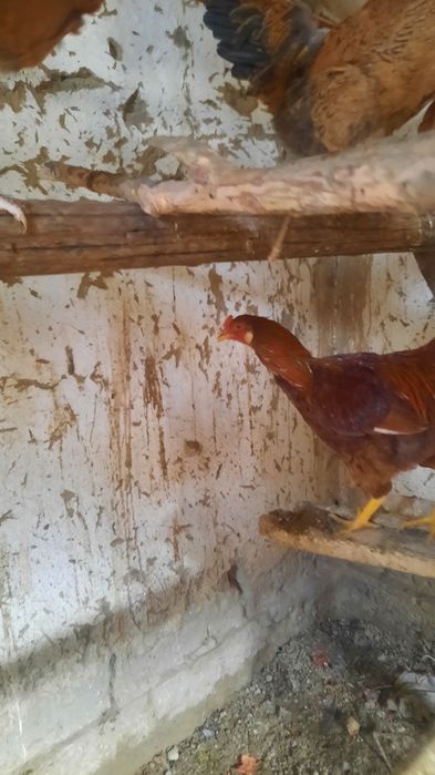 Хурозлар сотилади соглом  хонаки брама аралаш