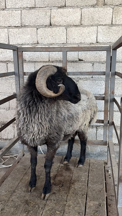 Qo‘y so‘yish xizmati – 61 kg, 5,800,000mln (hammasi ichida)
