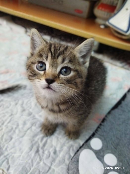 Продаются шотландские котята