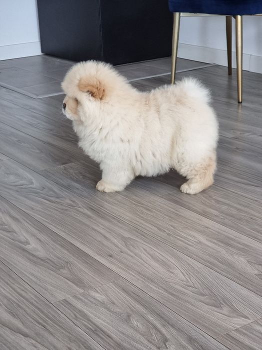 Chow  Chow  crem
