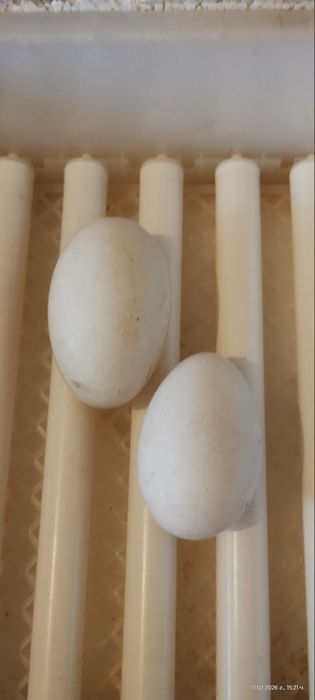 Яйца от Лебедови гъски