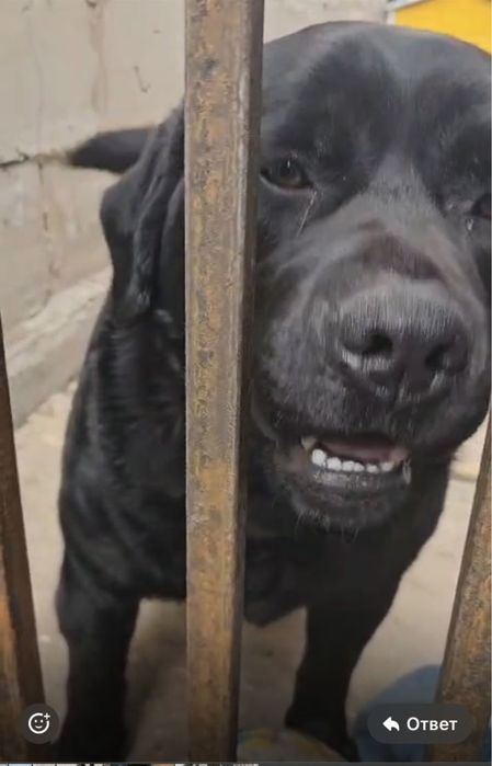 Кобель Лабрадора для вязки