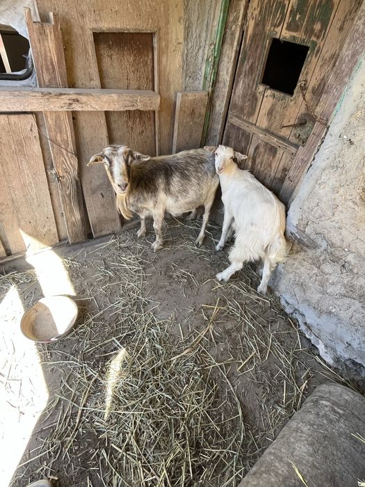Capră foarte buna de lapte cu iadă de vanzare!