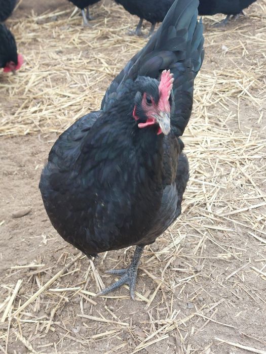 Oua incubat Australorp negru