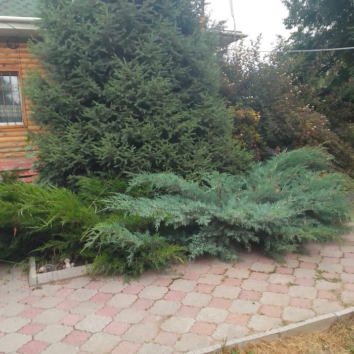 сдается дом санаторий Турксиб