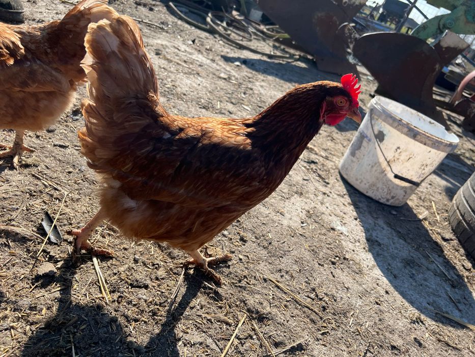 Vand gaini puicute 200buc