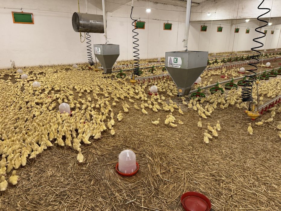 Rate crescute in ferma, sanatoase, potrivite pentru carne.
Stoc limita